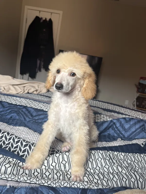 Caspian – Poodle - Miniature  puppy for sale in Inglewood, CA