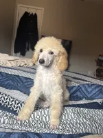 Caspian, a male Poodle - Miniature  for sale in Inglewood, CA – 1 of 1