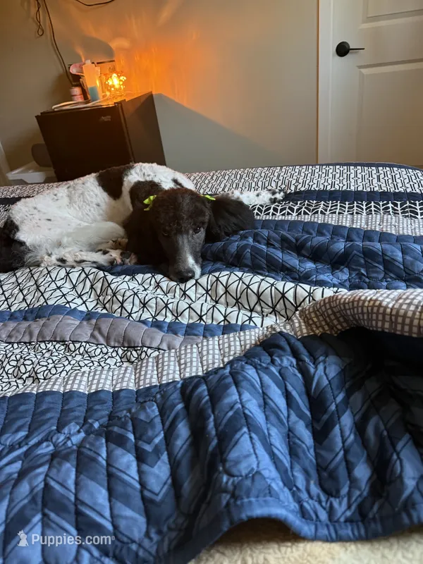 Gia – Poodle - Miniature  puppy for sale in Inglewood, CA