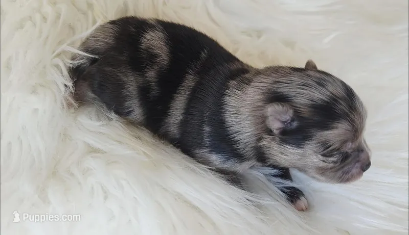 Rose – Pomeranian, Pomchi puppy for sale in Miami, FL