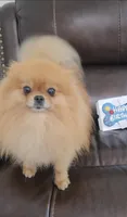 Rose, a female Pomeranian and Pomchi for sale in Miami, FL – Photo 6 of 6