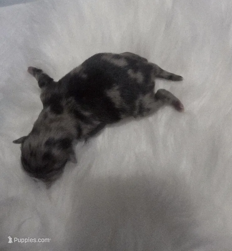 Rose – Pomeranian, Pomchi puppy for sale in Miami, FL