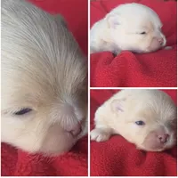 Jet, a male Pomeranian for sale in Miami, FL – Photo 4 of 10