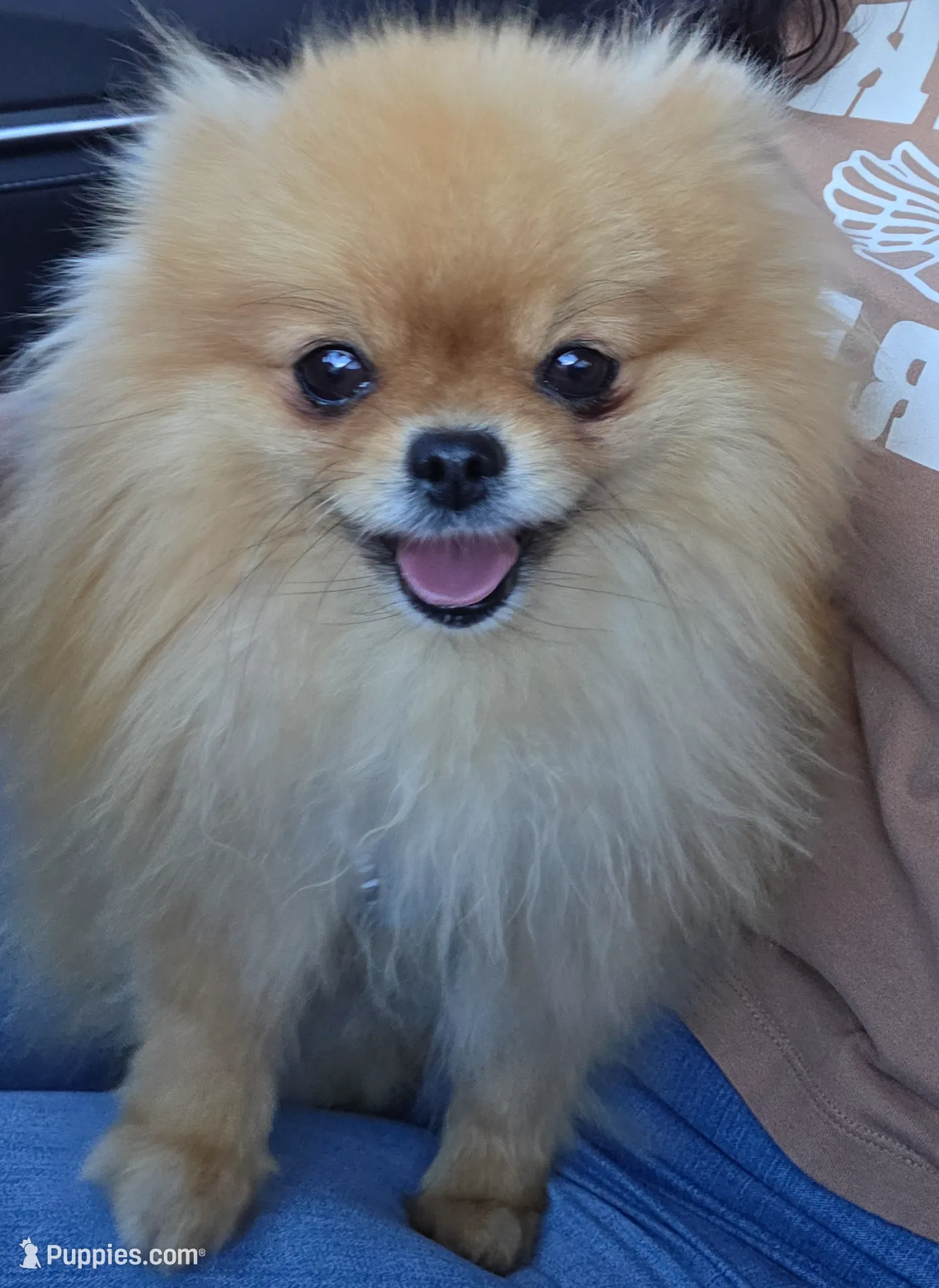 Jet, a male Pomeranian for sale in Miami, FL – Photo 10 of 10