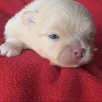 Jet, a male Pomeranian for sale in Miami, FL – Photo 7 of 10