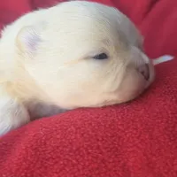 Jet, a male Pomeranian for sale in Miami, FL – Photo 8 of 10