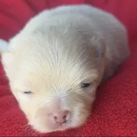 Jet, a male Pomeranian for sale in Miami, FL – Photo 6 of 10