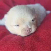 Jet, a male Pomeranian for sale in Miami, FL – Photo 5 of 10