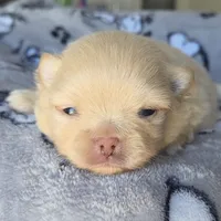 Jet, a male Pomeranian for sale in Miami, FL – Photo 3 of 10