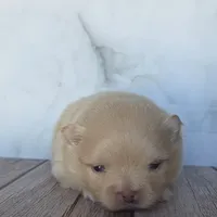 Jet, a male Pomeranian for sale in Miami, FL – Photo 2 of 10