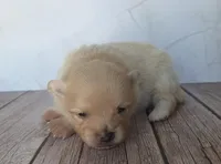 Apollo, a male Pomeranian for sale in Miami, FL – Photo 5 of 10