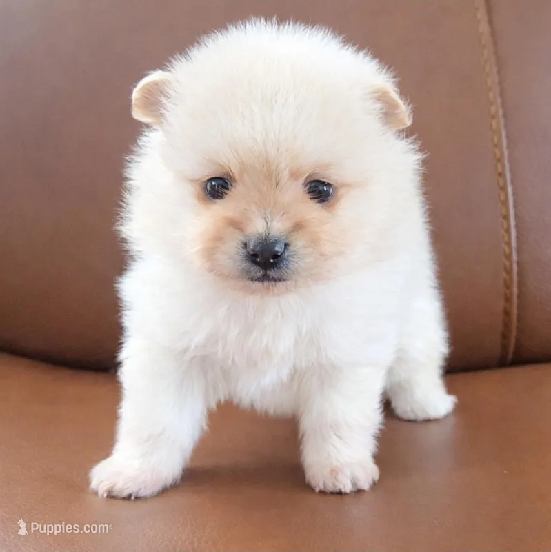 Apollo – Pomeranian puppy for sale in Miami, FL