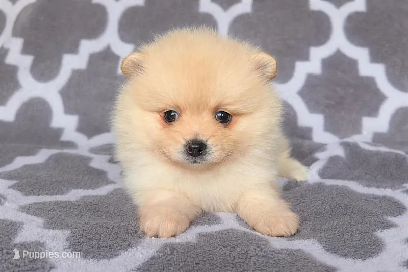 Apollo – Pomeranian puppy for sale in Miami, FL