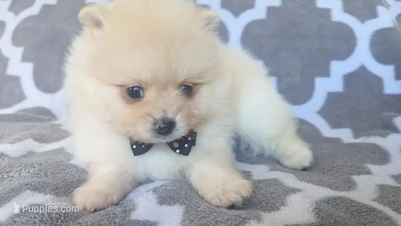 Apollo – Pomeranian puppy for sale in Miami, FL