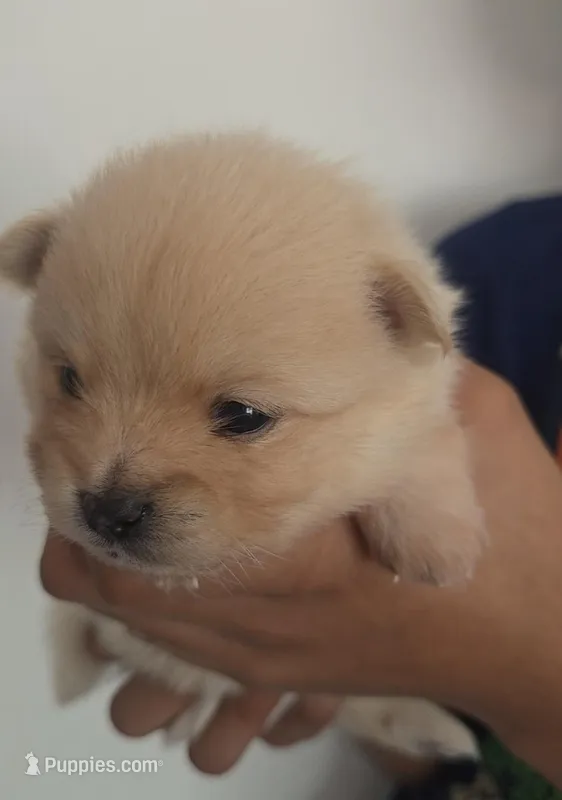 Apollo – Pomeranian puppy for sale in Miami, FL