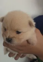 Apollo, a male Pomeranian for sale in Miami, FL – Photo 1 of 10