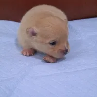 Apollo, a male Pomeranian for sale in Miami, FL – Photo 8 of 10