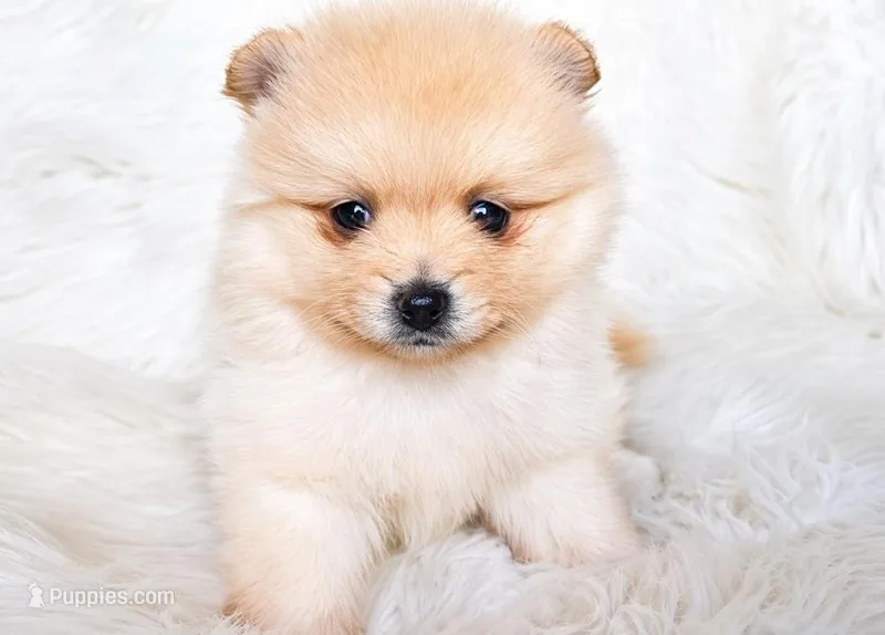 Apollo – Pomeranian puppy for sale in Miami, FL