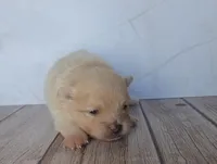 Apollo, a male Pomeranian for sale in Miami, FL – Photo 6 of 10