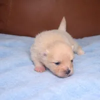 Apollo, a male Pomeranian for sale in Miami, FL – Photo 2 of 10