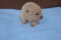 Apollo, a male Pomeranian for sale in Miami, FL – Photo 7 of 10