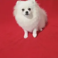 Bolt, a male Pomeranian for sale in Miami, FL – Photo 7 of 8