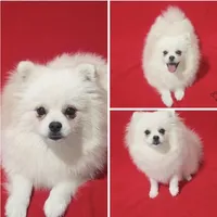 Bolt, a male Pomeranian for sale in Miami, FL – Photo 2 of 8