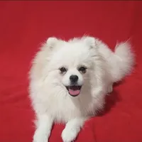 Bolt, a male Pomeranian for sale in Miami, FL – Photo 3 of 8