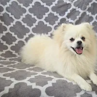 Bolt, a male Pomeranian for sale in Miami, FL – Photo 8 of 8