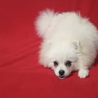Bolt, a male Pomeranian for sale in Miami, FL – Photo 6 of 8