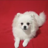 Bolt, a male Pomeranian for sale in Miami, FL – Photo 1 of 8