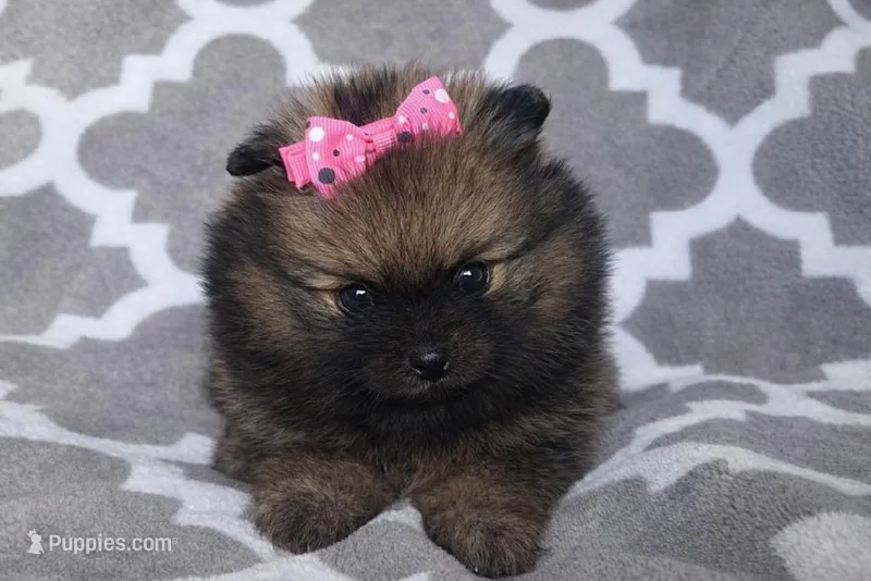 ARIEL – Pomeranian puppy for sale in Miami, FL