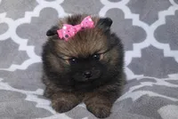 ARIEL, a female Pomeranian for sale in Miami, FL – 2 of 7