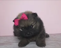 ARIEL, a female Pomeranian for sale in Miami, FL – 6 of 7