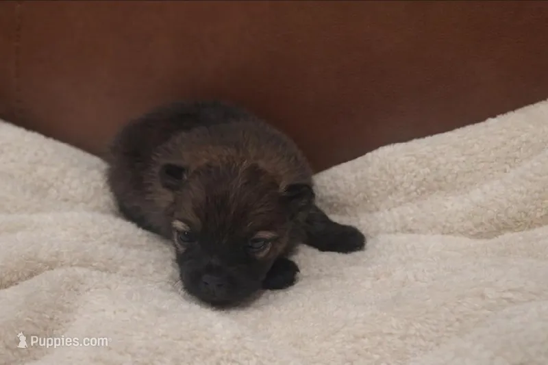 ARIEL – Pomeranian puppy for sale in Miami, FL