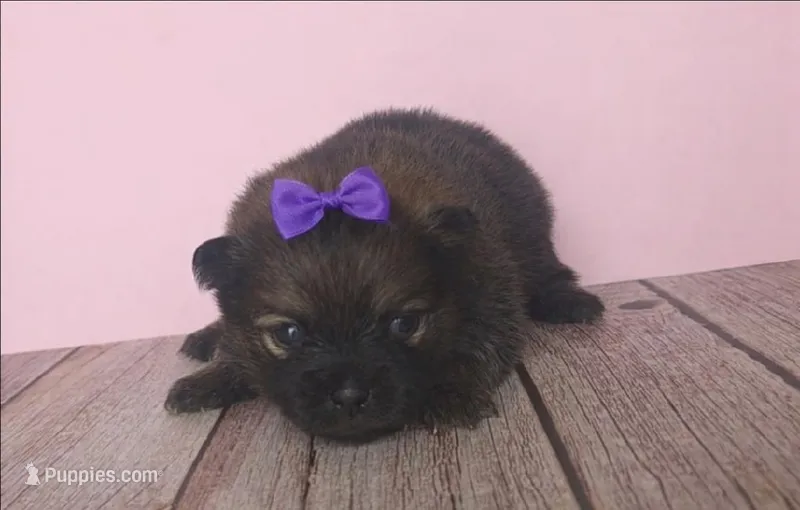 ARIEL – Pomeranian puppy for sale in Miami, FL