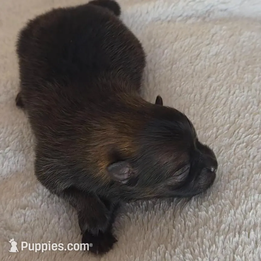 ARIEL, a female Pomeranian for sale in Miami, FL – Photo 2 of 6