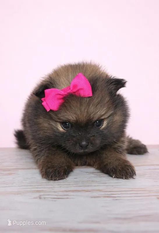 ARIEL – Pomeranian puppy for sale in Miami, FL
