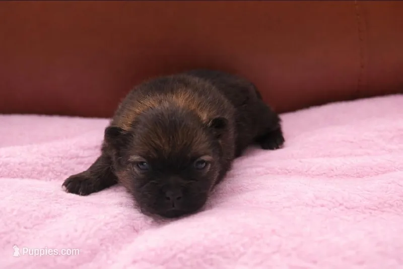 ARIEL – Pomeranian puppy for sale in Miami, FL