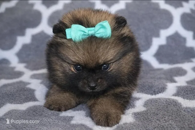 ARIEL – Pomeranian puppy on hold in Miami, FL