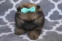 ARIEL, a female Pomeranian for sale in Miami, FL – 1 of 7
