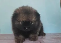 ARIEL, a female Pomeranian for sale in Miami, FL – Photo 3 of 6