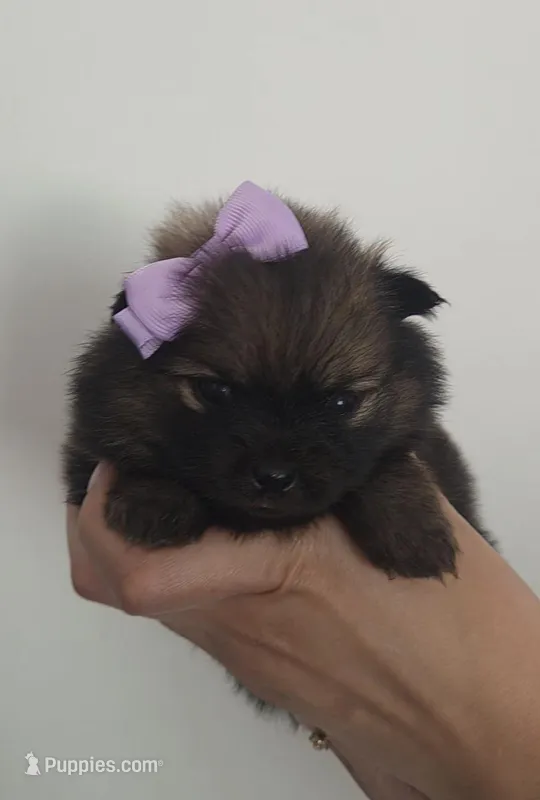 ARIEL – Pomeranian puppy for sale in Miami, FL