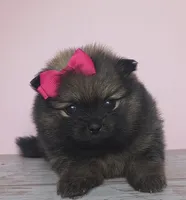 ARIEL, a female Pomeranian for sale in Miami, FL – 5 of 7