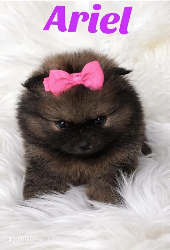 ARIEL – Pomeranian puppy for sale in Miami, FL