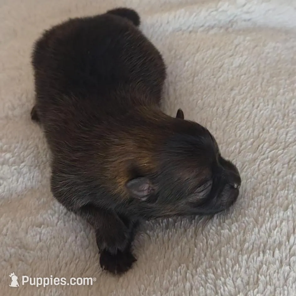 ARIEL – Pomeranian puppy for sale in Miami, FL