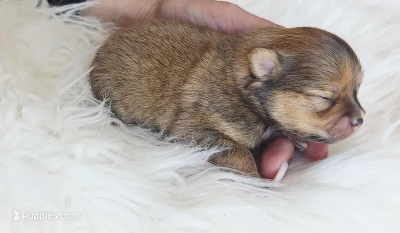 Marley – Pomeranian, Pomchi puppy for sale in Miami, FL