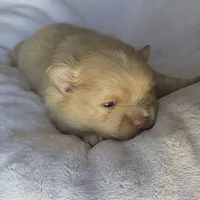 Amber, a female Pomeranian for sale in Miami, FL – Photo 3 of 8