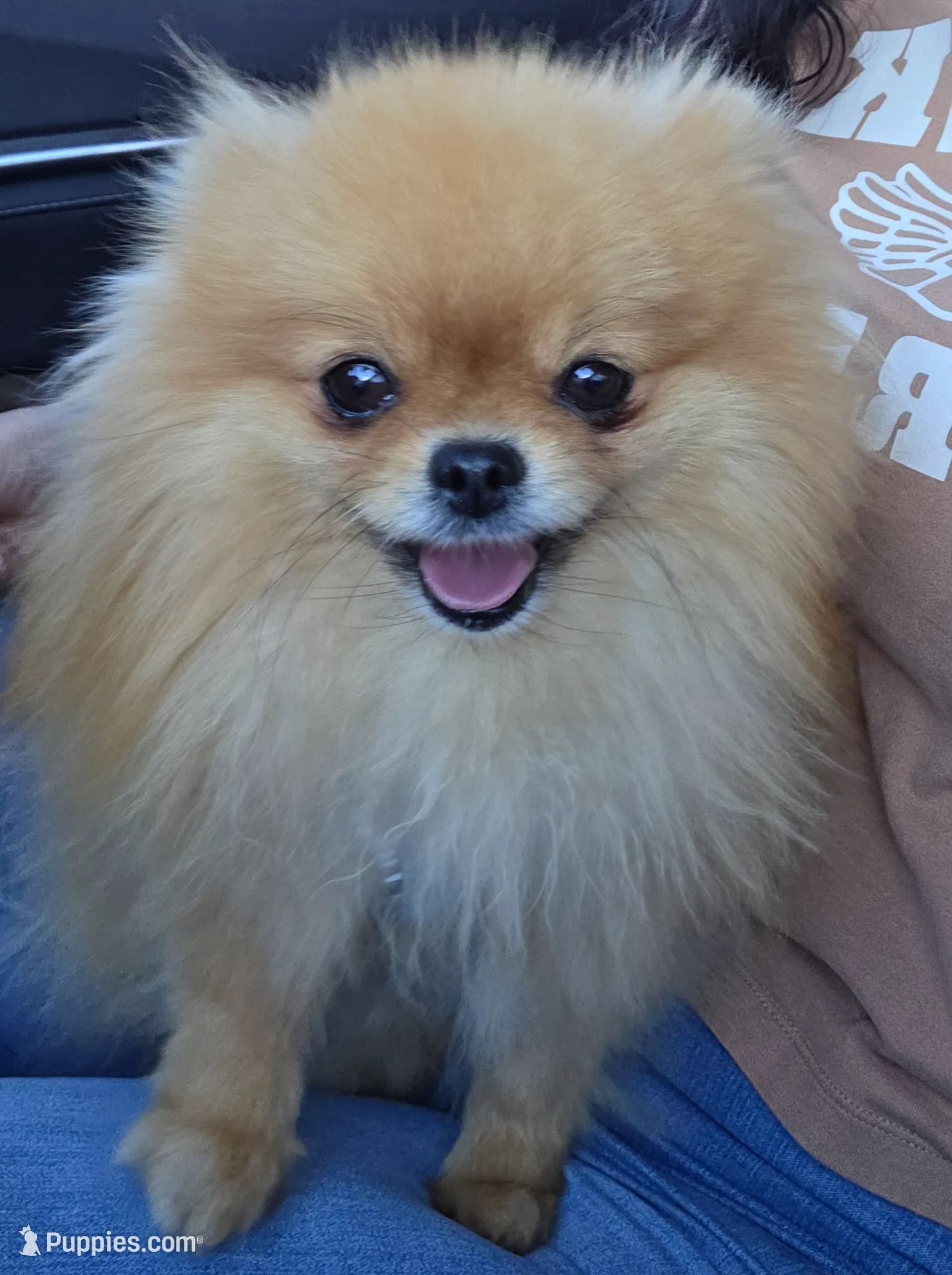 Amber, a female Pomeranian for sale in Miami, FL – Photo 8 of 8
