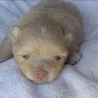 Amber, a female Pomeranian for sale in Miami, FL – Photo 5 of 8